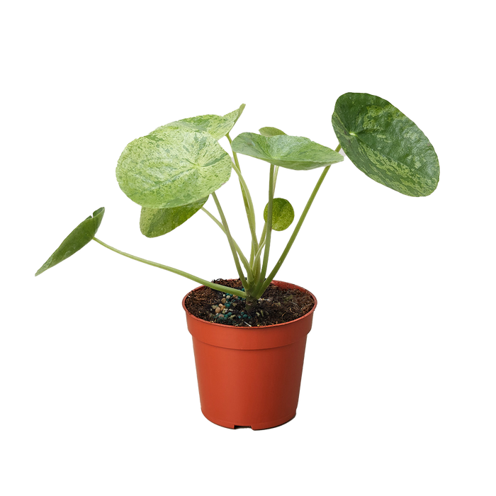 Pilea 'Mojito'