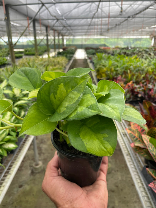 dark green pothos plant Pothos 'Global Green' | Indoor Plant | Tropical Plant
