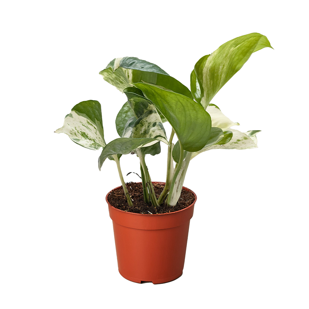manjula pothos near me Pothos 'Manjula'
