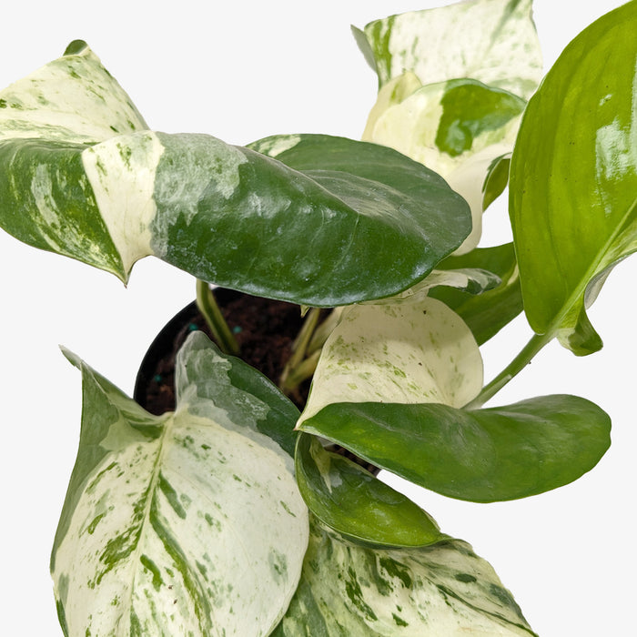epipremnum aureum manjula pothos Pothos 'Manjula'