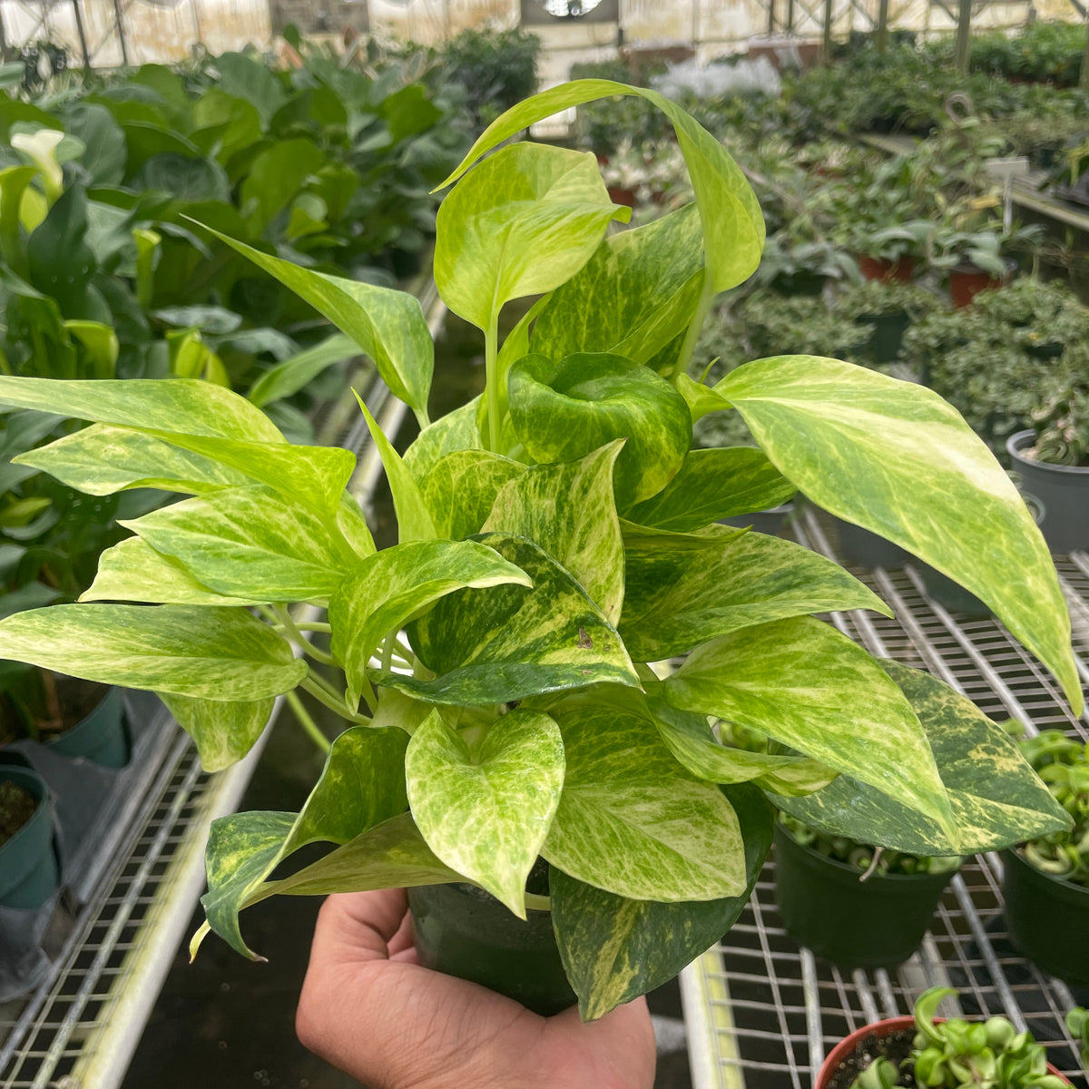 pothos brassii Pothos 'Neon' | Indoor Plant | Tropical Plant