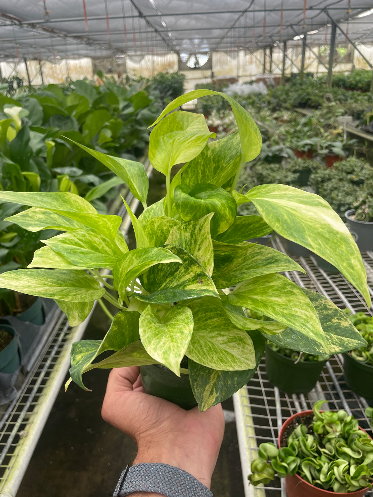 marble golden pothos Pothos 'Neon' | Indoor Plant | Tropical Plant