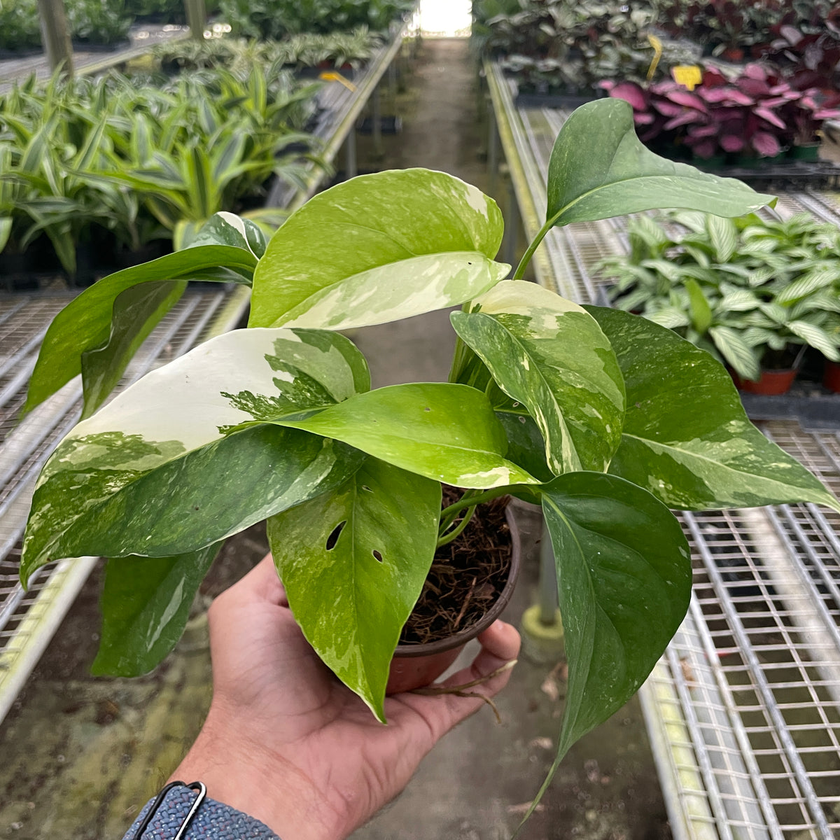 variegated white pothos Pothos 'Albo Variegata'