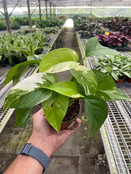 pothos variegated Pothos 'Albo Variegata'