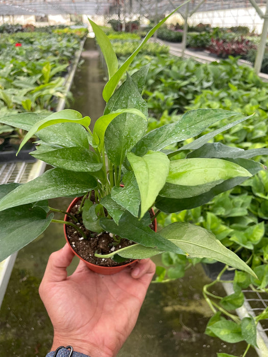 pothos epipremnum pinnatum 'skeleton key' Pothos 'Skeleton Key'