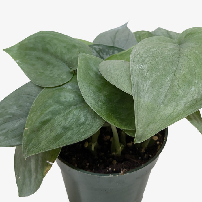 Scindapsus 'Platinum Java'