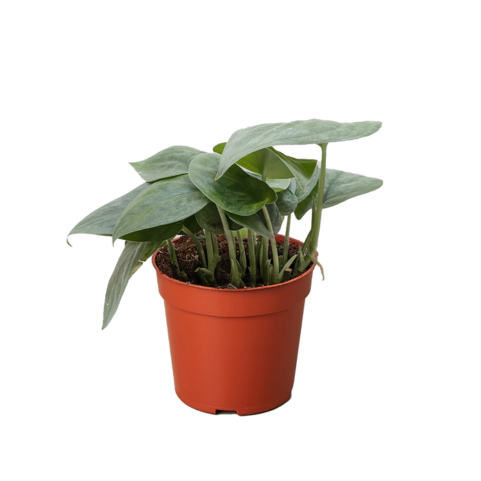 philodendron platinum plant Pothos 'Satin' | Indoor Plant | Tropical Plant | Potted Plant