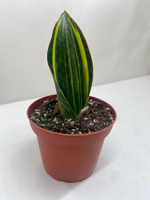 sansevieria masoniana Variegated Shark Fin Snake Plant