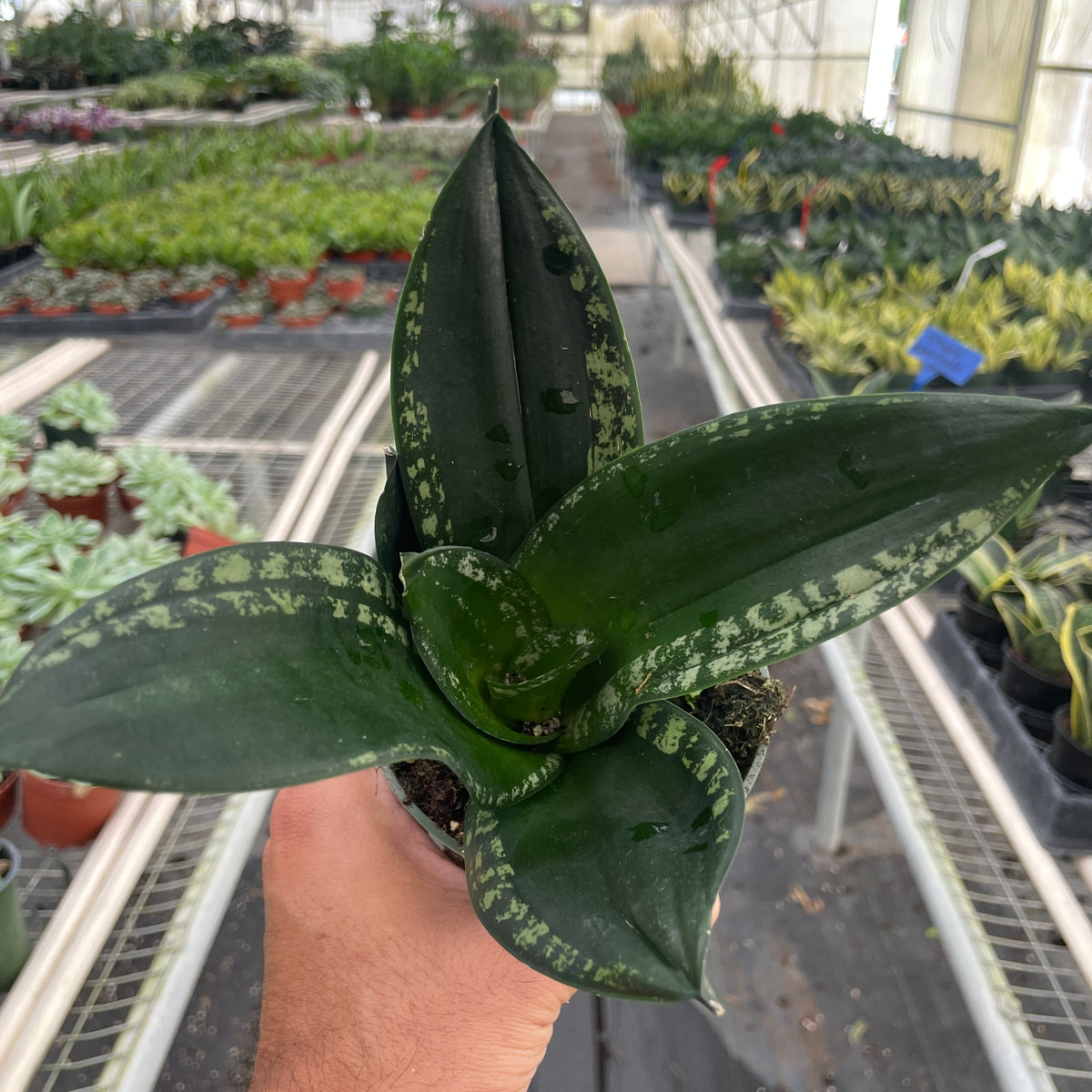 sansevieria whitney care Snake Plant 'Whitney' | Indoor Plant | Sansevieria
