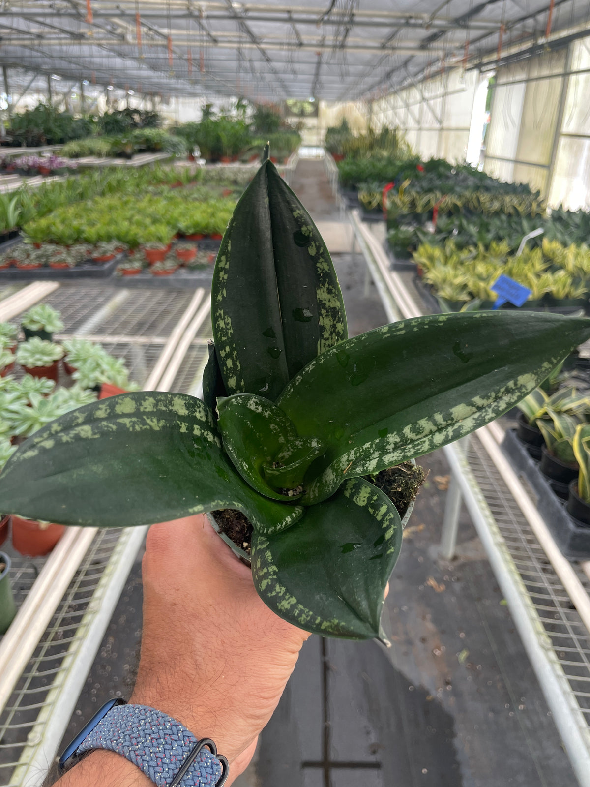 sansevieria silver flame Snake Plant 'Whitney' | Indoor Plant | Sansevieria