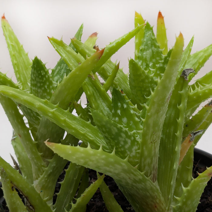 Aloe Succulent 'Tiger Tooth'