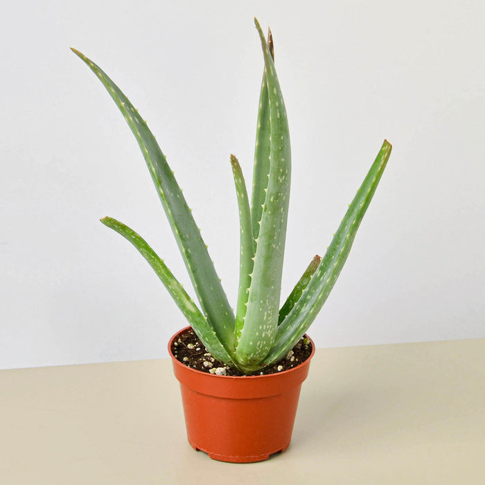 where to buy pre potted plants Pre-Pack #1
