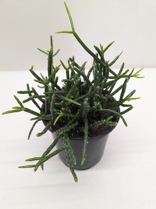 Succulent Cactus 'Mistletoe'