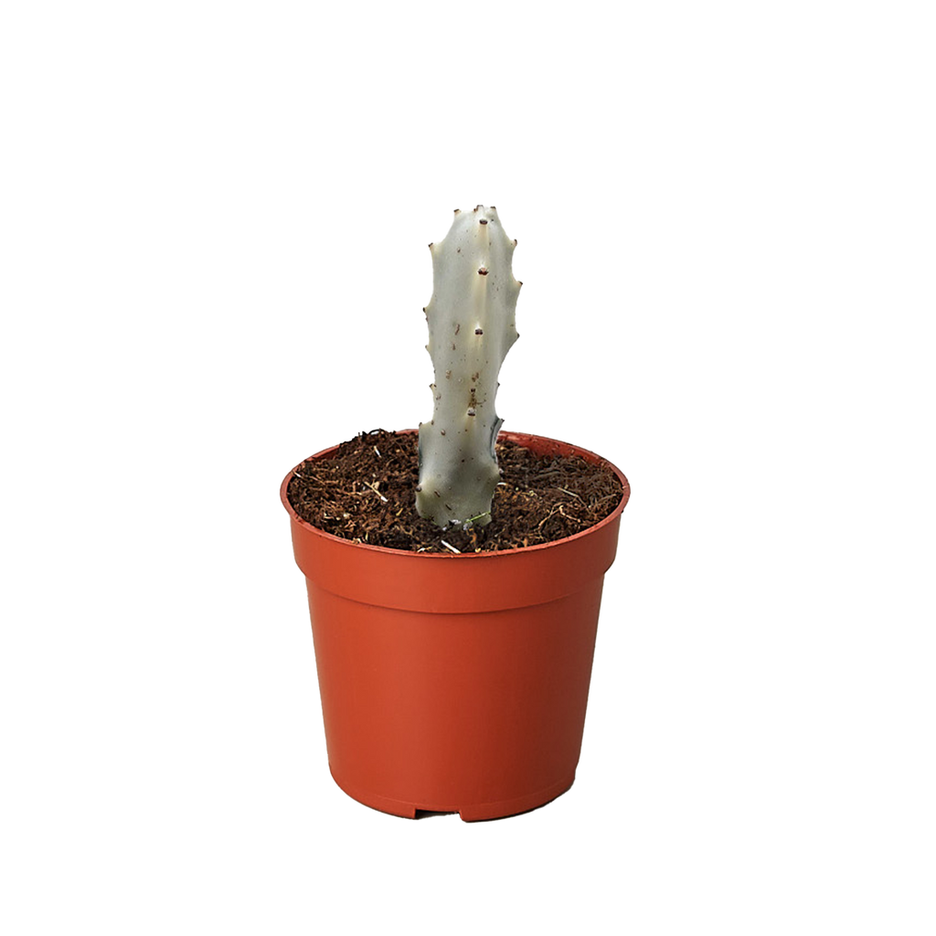 dragon bones succulent Succulent Euphorbia 'Dragon Bone'