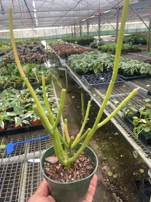 pencil plant indoors Euphorbia 'Pencil Cactus'