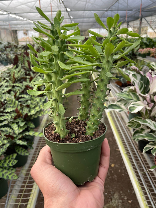 Euphorbia 'Sausage Spurge'