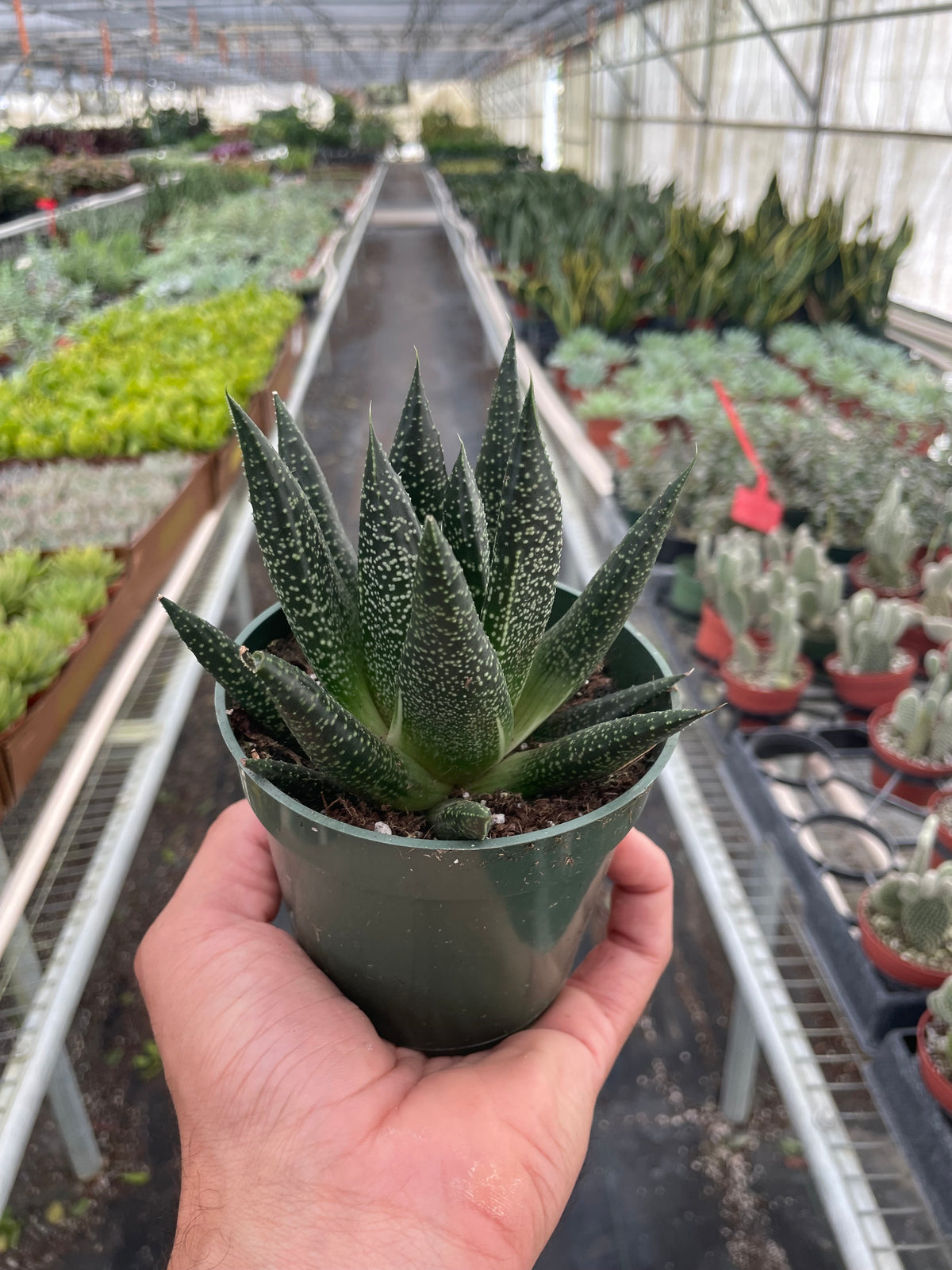 Succulent Gasteria Durban — House Plant Wholesale