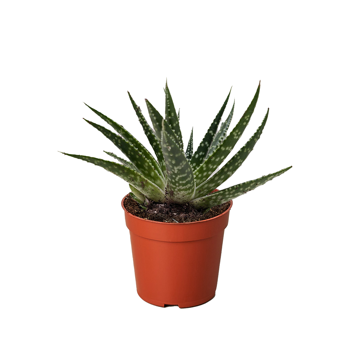 gasteria plant Succulent Gasteria Durban