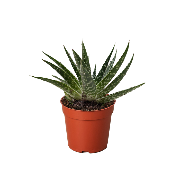 succulents gasteria Succulent Gasteria Durban