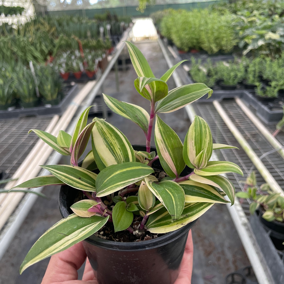 tradescantia mixed pot Tradescantia 'Tricolor'