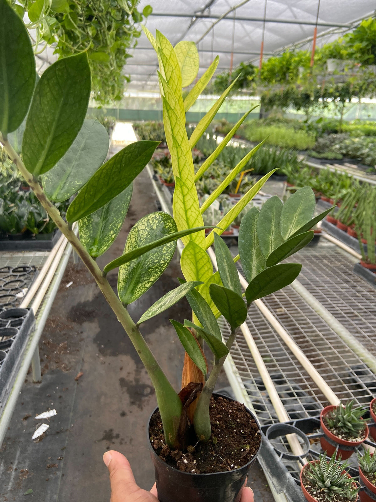 zz plant outdoors florida Zamioculcas 'Chameleon'