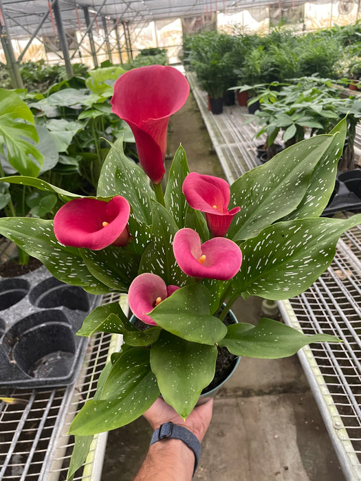 can you plant a calla lily in a pot Purple Calla Lily - 6" Pot | Indoor Plant | Tropical Plant | Potted Plant