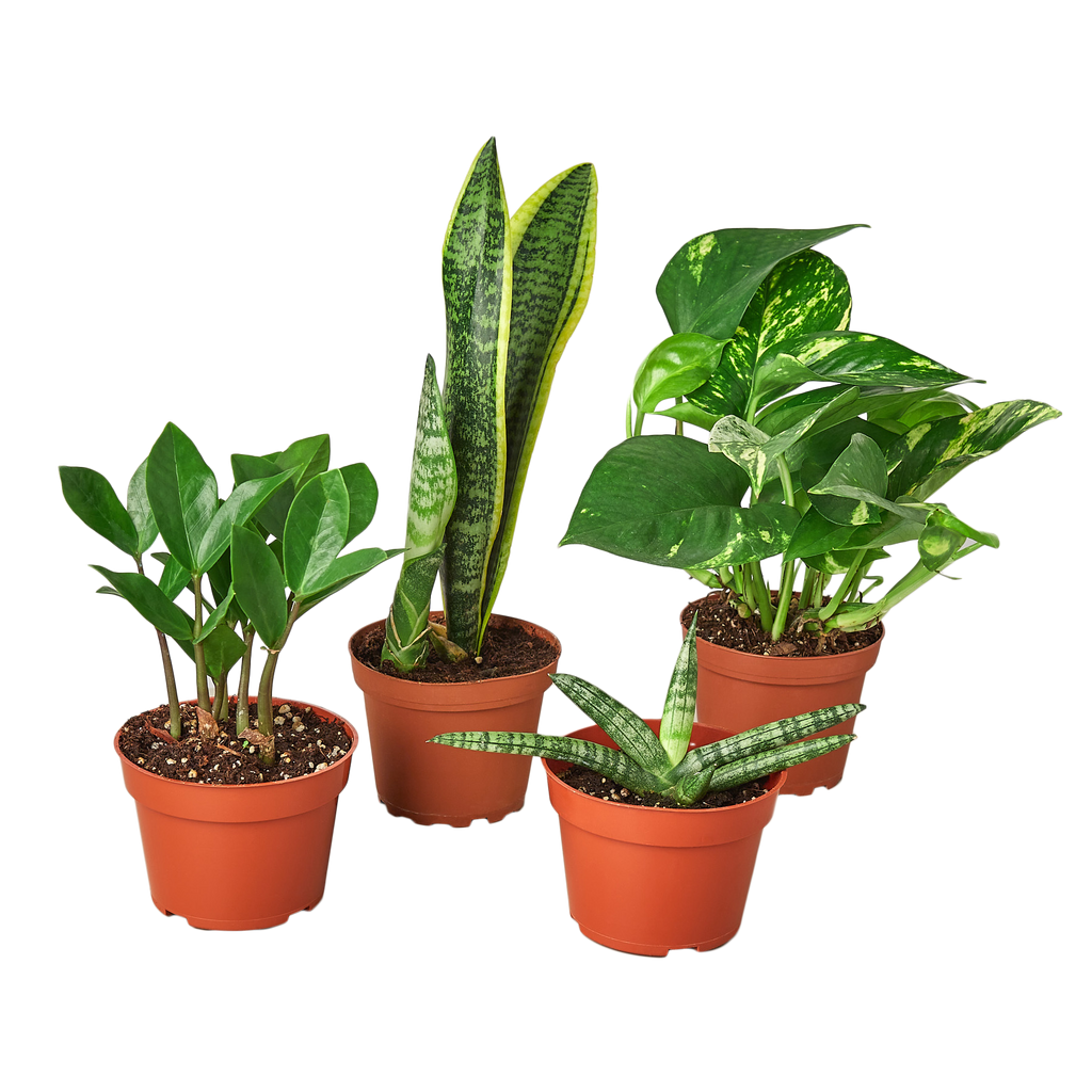 bundles of house plants Easy Care Variety Bundle