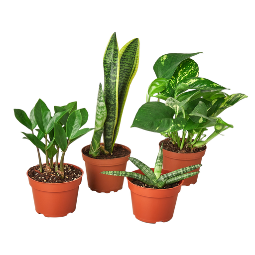 bundles of house plants Easy Care Variety Bundle