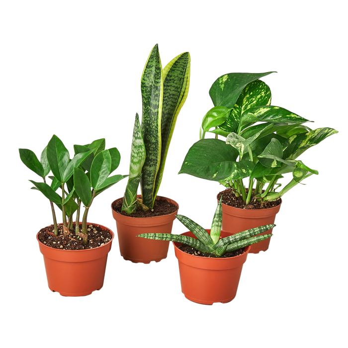 plant pot bundle Easy Care Variety Bundle