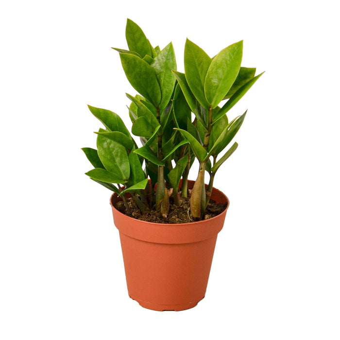 delray plants zz plant zamioculcas zamiifolia 中文 Zamioculcas Zamiifolia ZZ | Indoor Plant | Tropical Plant | Potted Plant