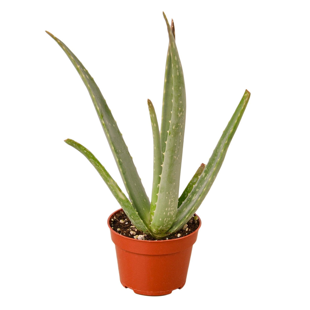 aloe vera plant nyc Aloe Vera | Indoor Plant | Tropical Plant | Potted Plant