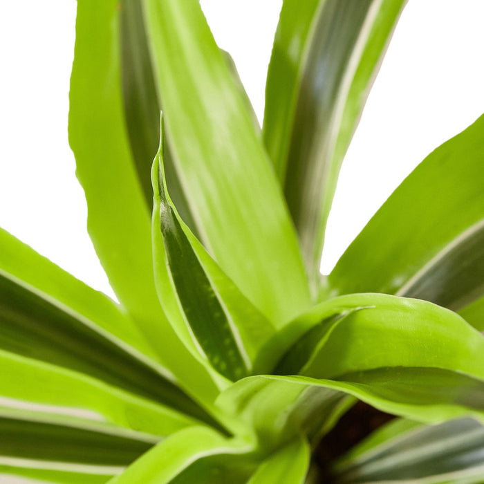 Dracaena 'Lemon Lime'