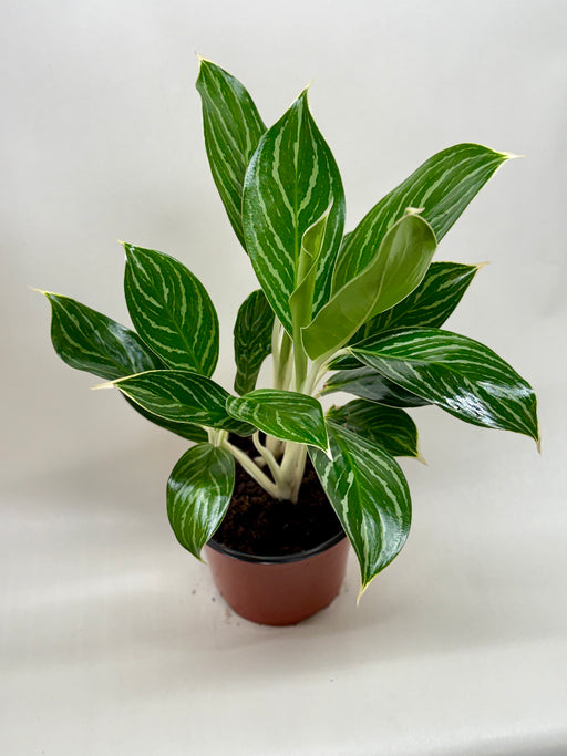 aglaonema long stem Chinese Evergreen 'White Stem'