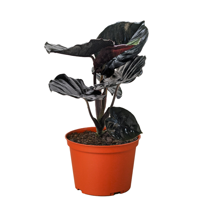 Alocasia 'Black Infernalis' — House Plant Wholesale Alocasia 'Black Infernalis' — House Plant Wholesale
