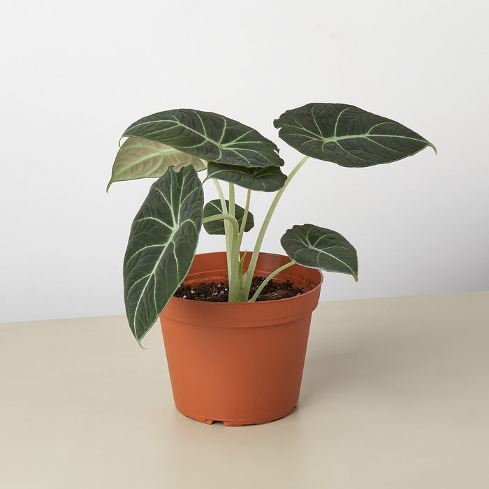 house plant with velvet leaves Pre-Pack #4