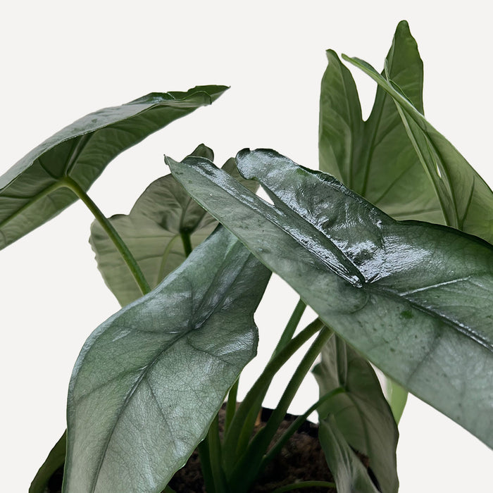 dragon's breath succulent Alocasia 'Silver Dragon' - 4" Pot | Indoor Plant | Tropical Plant | Potted Plant