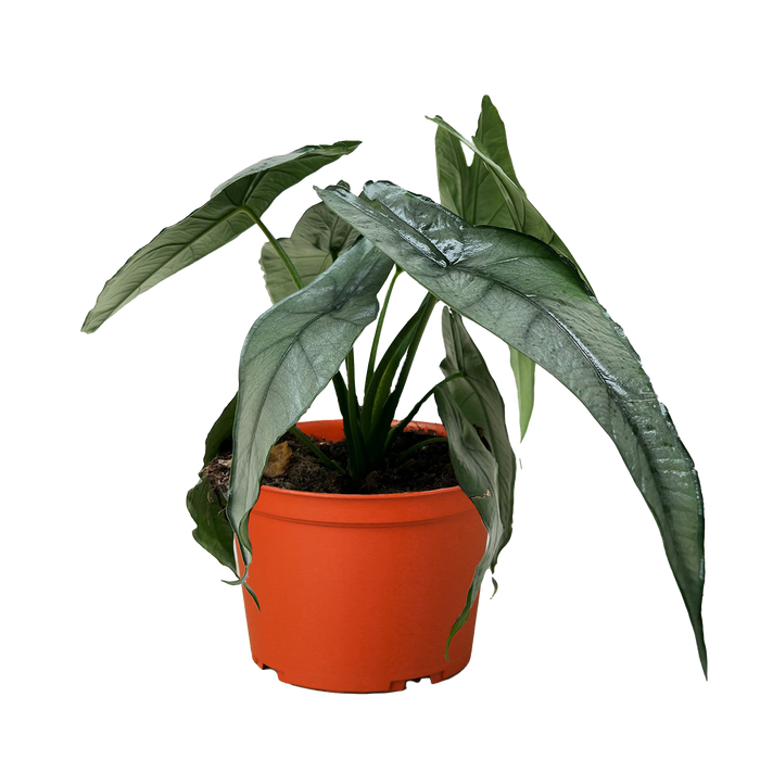 dragon's breath plant in pots Alocasia 'Silver Dragon' - 4" Pot | Indoor Plant | Tropical Plant | Potted Plant
