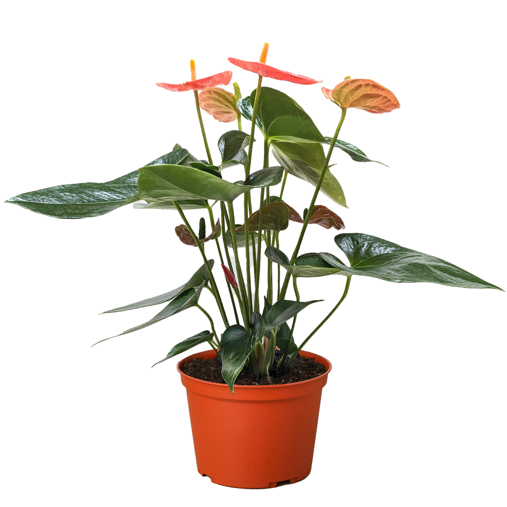 Anthurium 'Pink'
