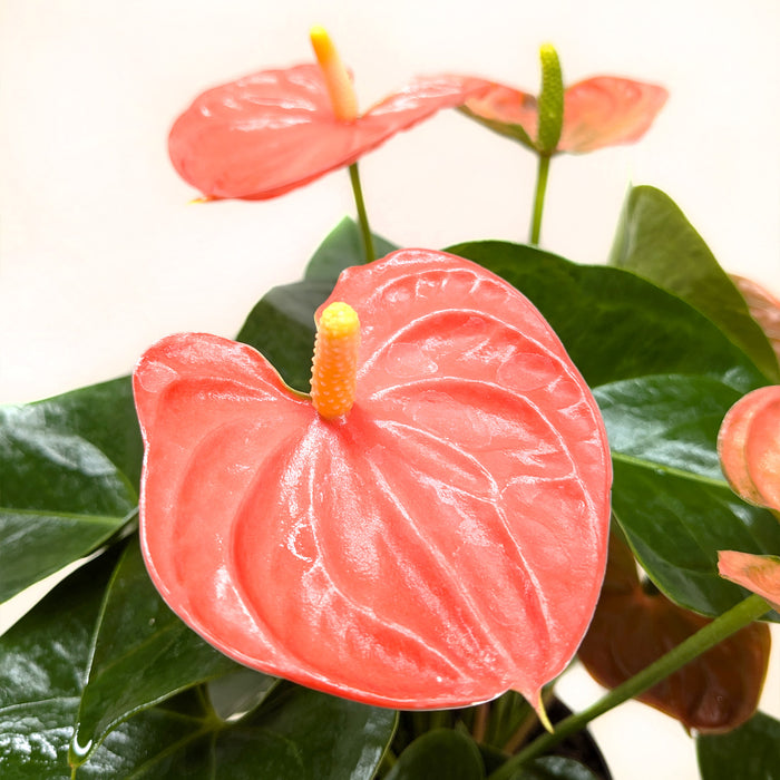 anthurium plants for sale puna Anthurium 'Pink'