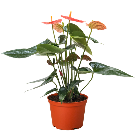 anthurium ottonis Anthurium 'Pink'
