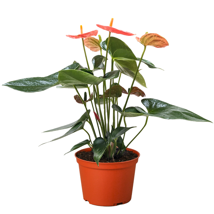 indoor plant with red stems Anthurium 'Pink'