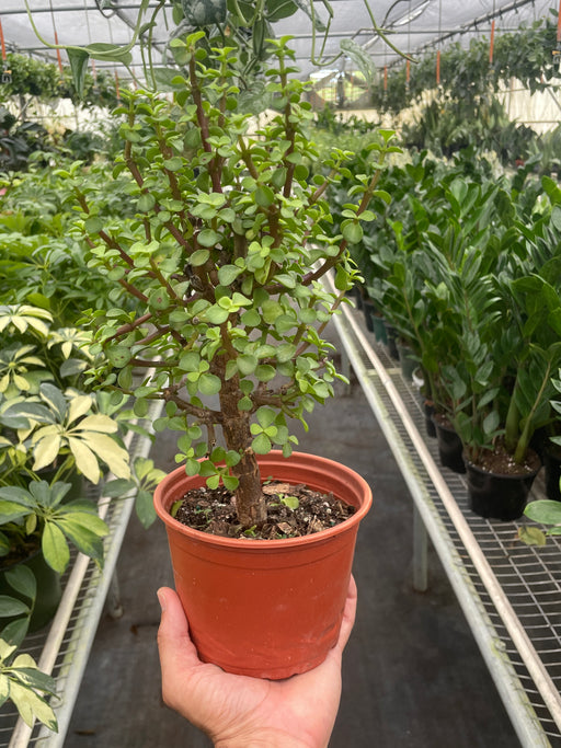 succulent bonsai for sale Bonsai Jade Dwarf Green