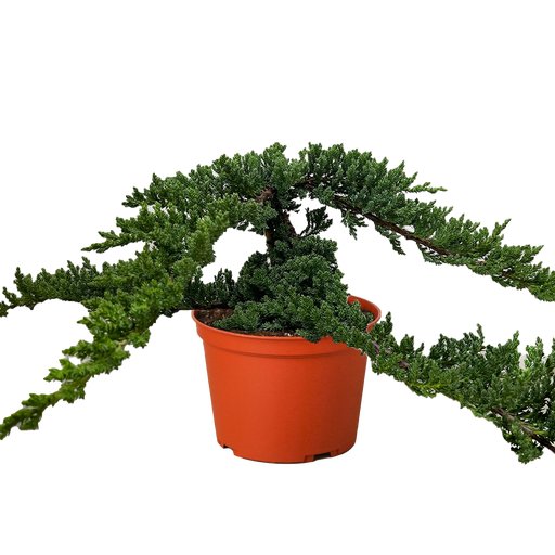juniper bonsai tree for sale Bonsai Juniper
