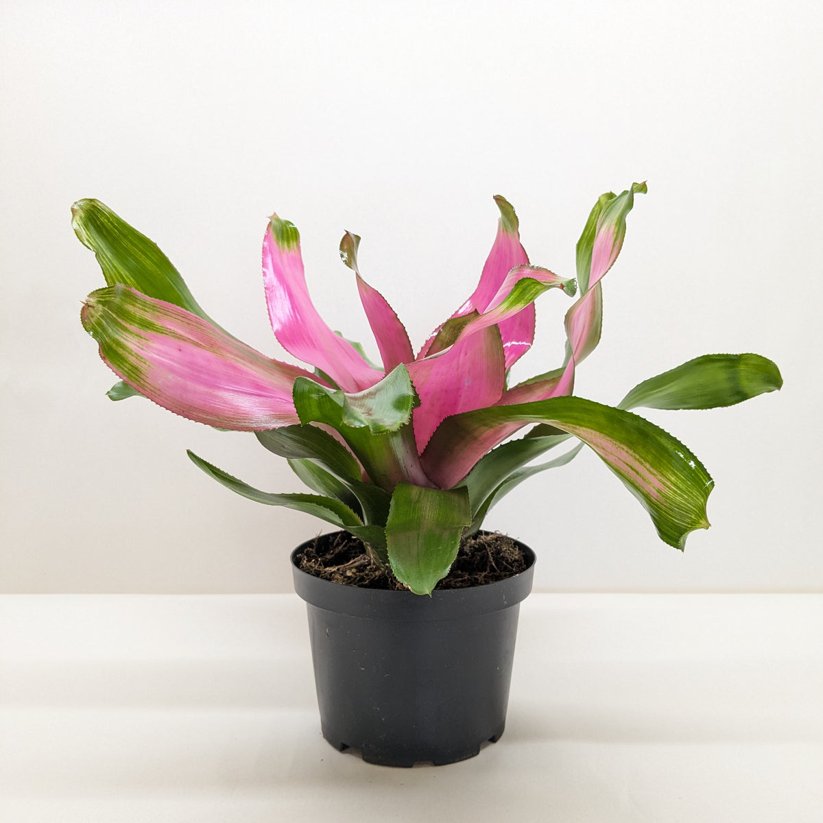 Bromeliad 'Donna'