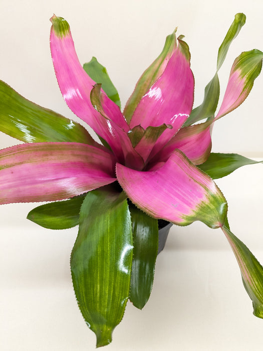 Bromeliad 'Donna'