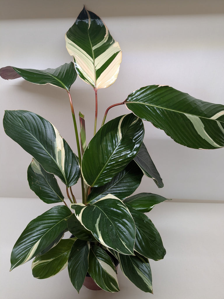 Calathea 'Princess Dalya' | House Plant Wholesale