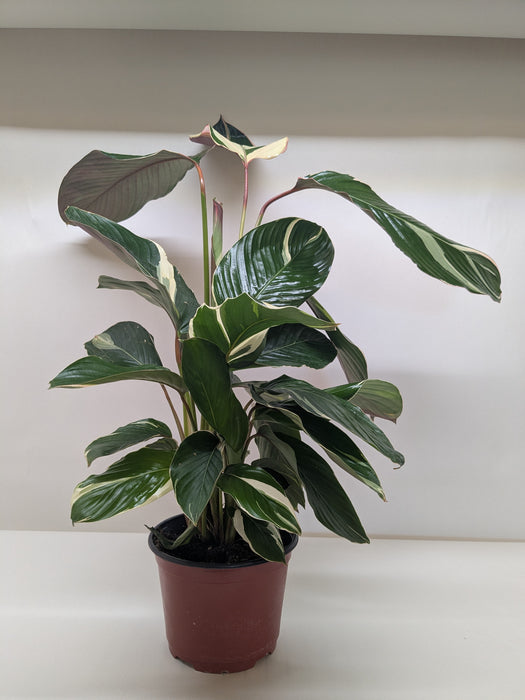 Calathea 'Princess Dalya'