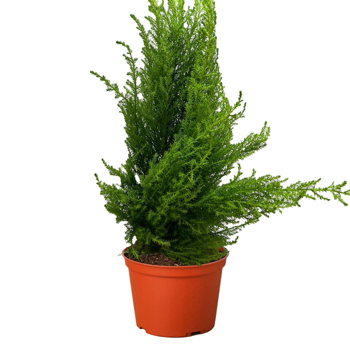 cypress house plant Cypress Lemon