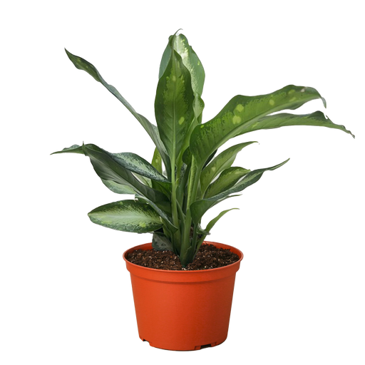 dieffenbachia panther plant Philodendron 'Brasil' | Indoor Plant | Tropical Plant