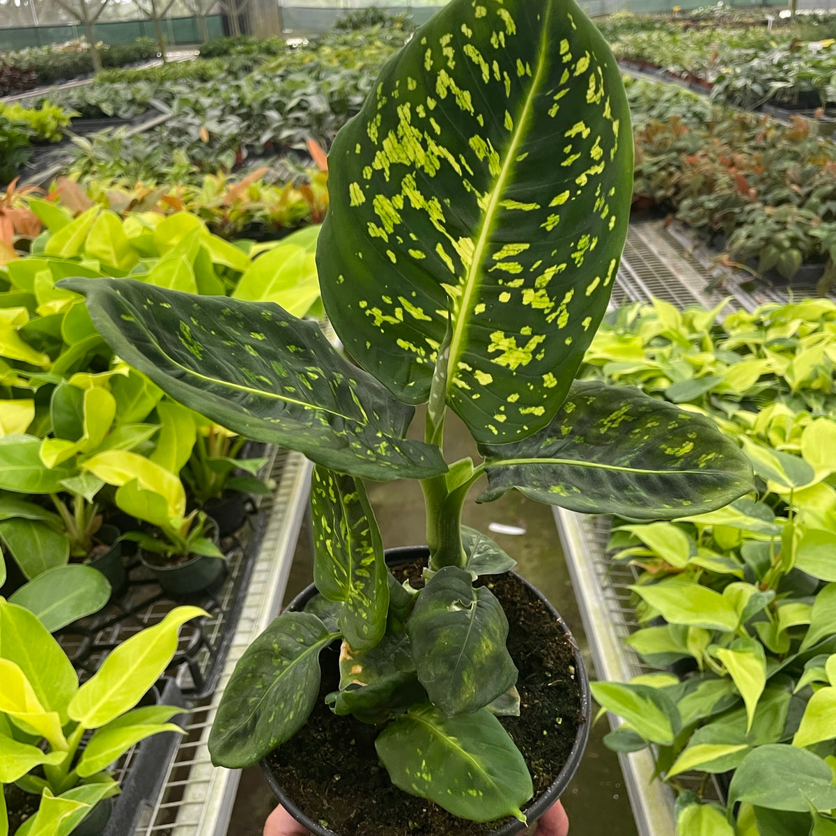 Dieffenbachia 'Amy' Indoor Plant Tropical Plant Potted Plant